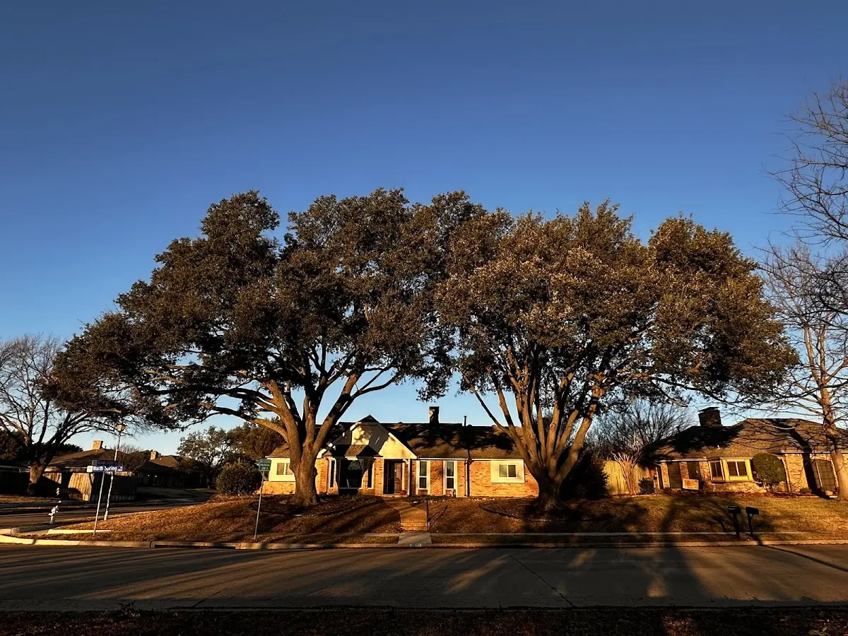 Established residential canopy tree shading a home in Craryville
